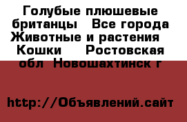 Голубые плюшевые британцы - Все города Животные и растения » Кошки   . Ростовская обл.,Новошахтинск г.